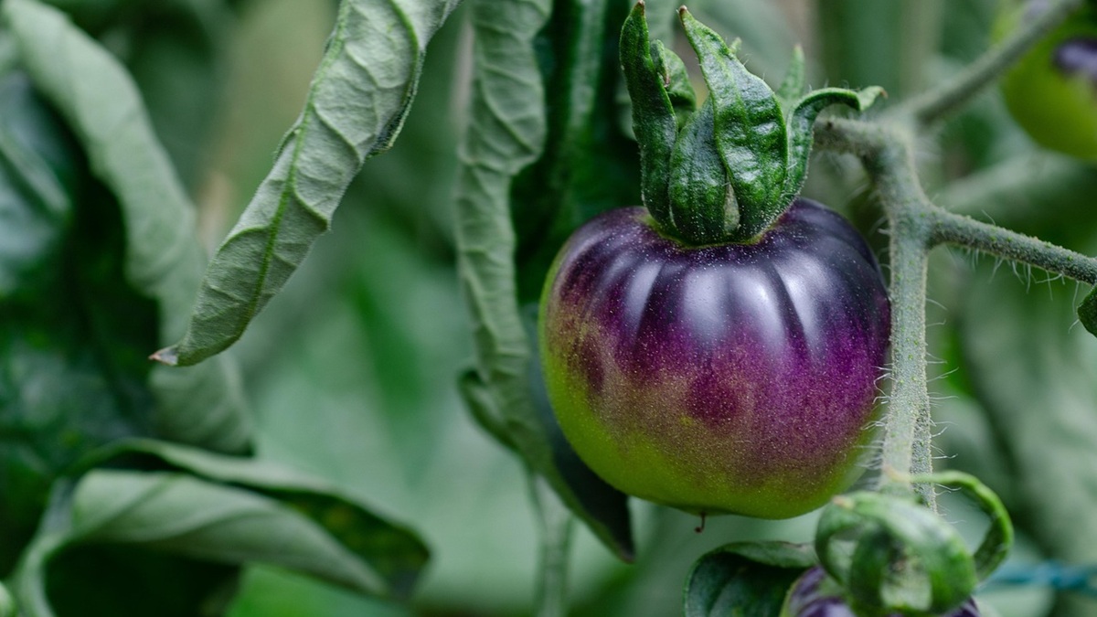 Tecnología avanzada para garantizar la uniformidad de riego en el cultivo de tomate.jpg